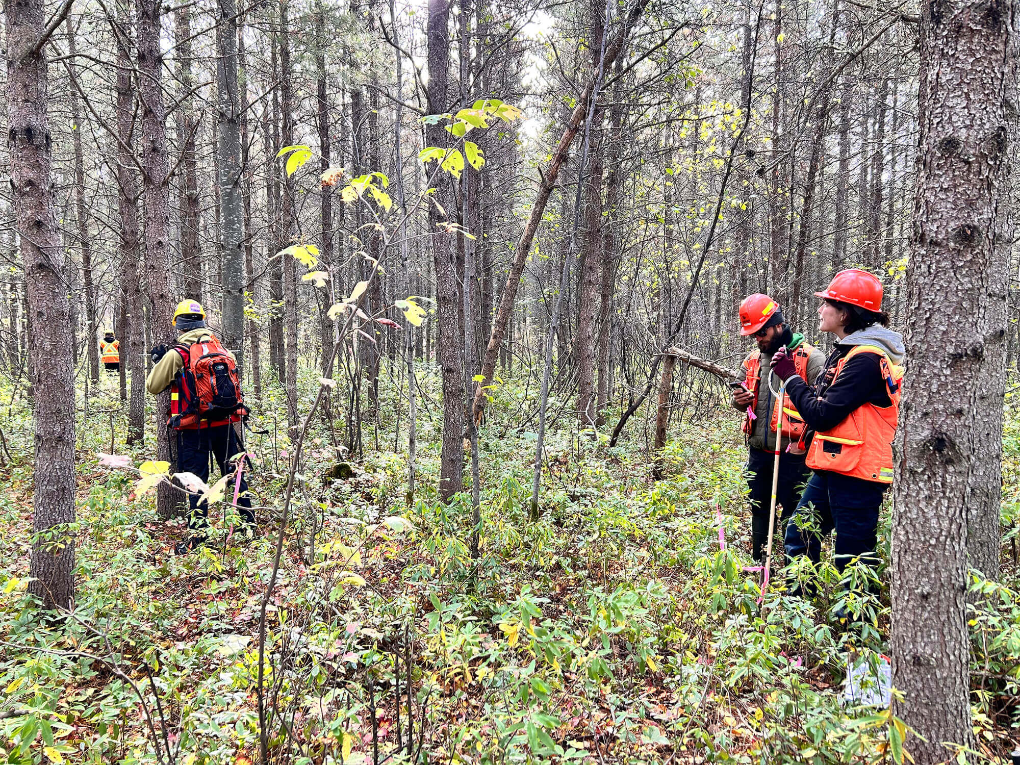 TMN-Ressource forestière