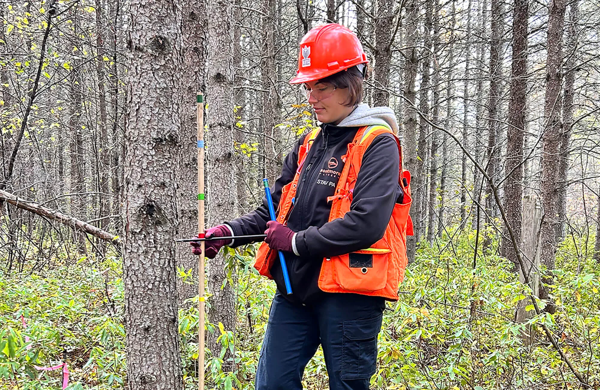 TMN-Ressource forestière