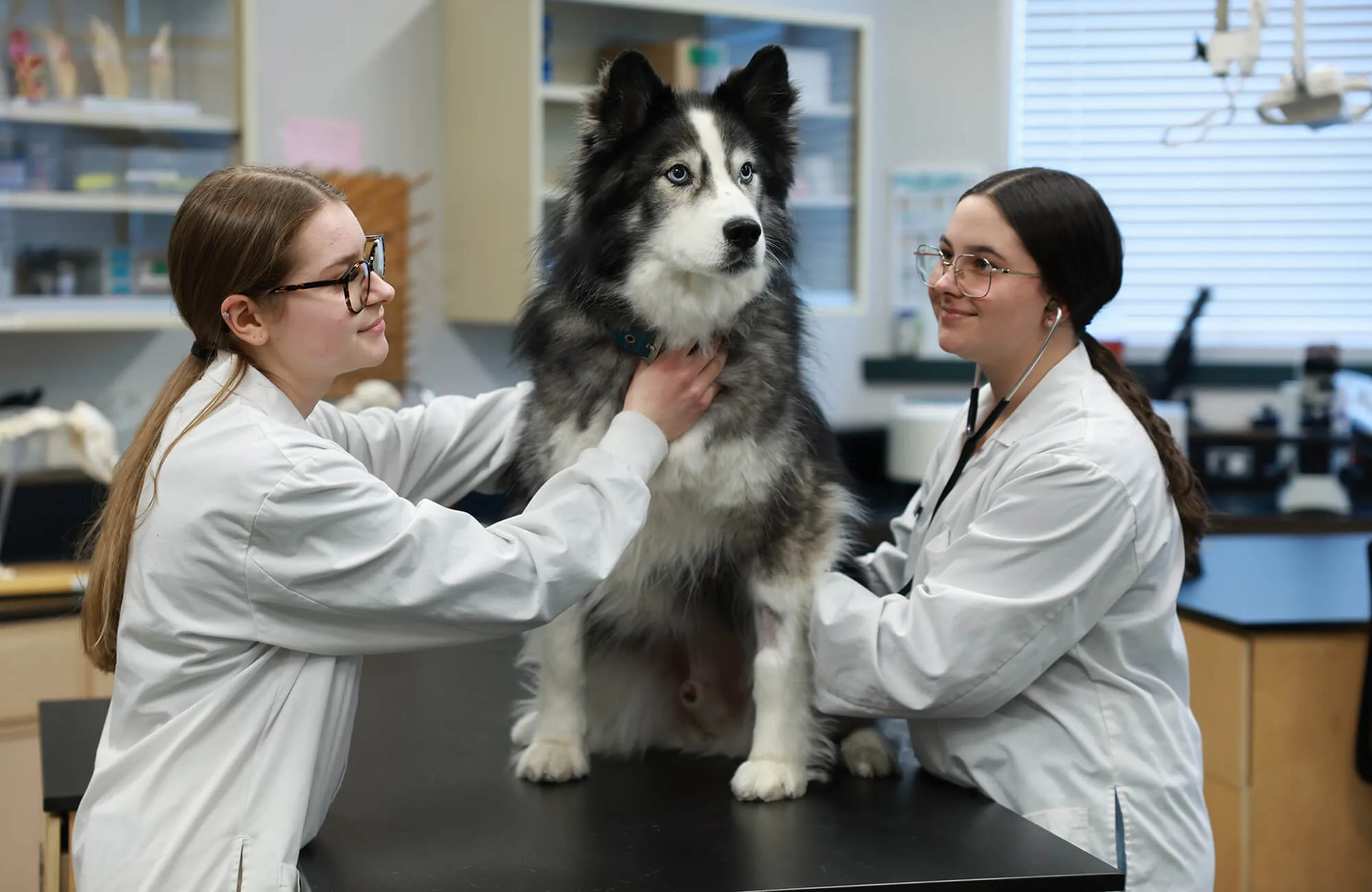 Santé Animale (27) Santé Animale (27)