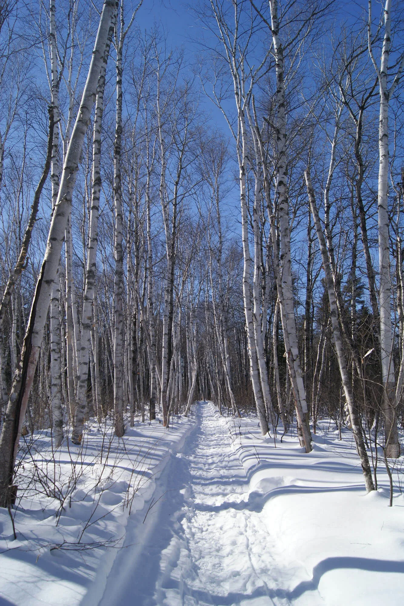 Allée Bouleaux 2
