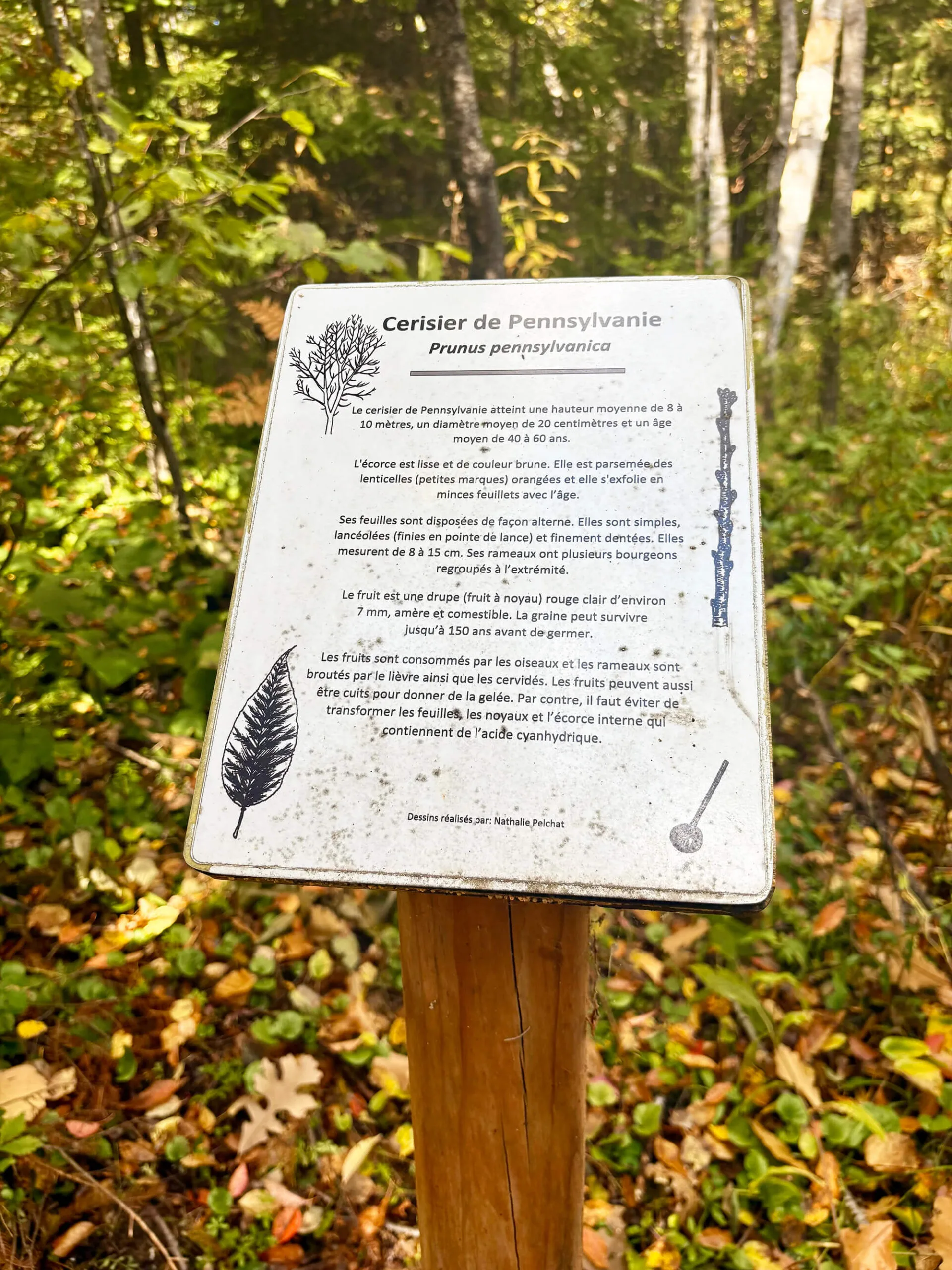 Forêt école (2)