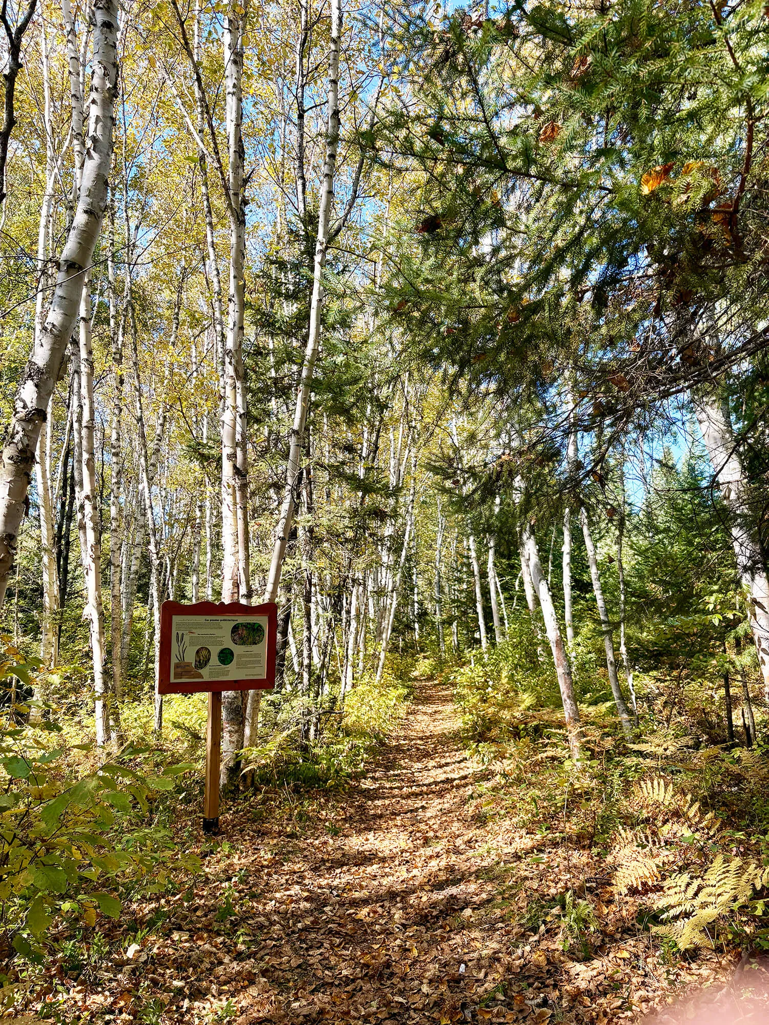 Forêt école (4)