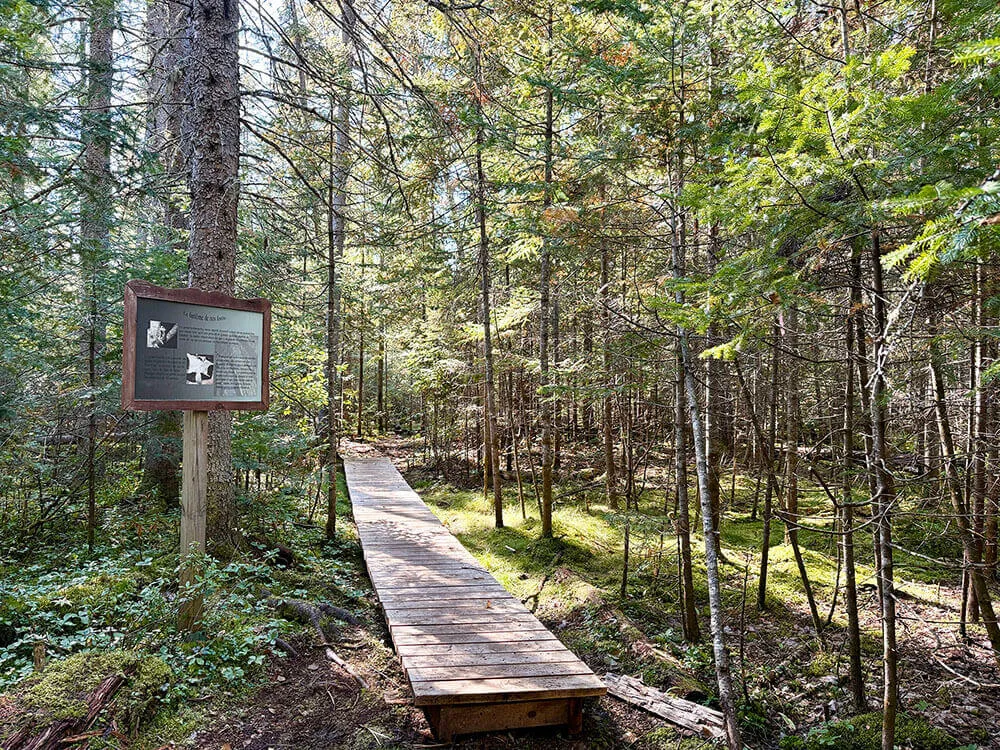 Forêt école (6)